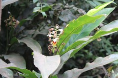 Alpinia malaccensis